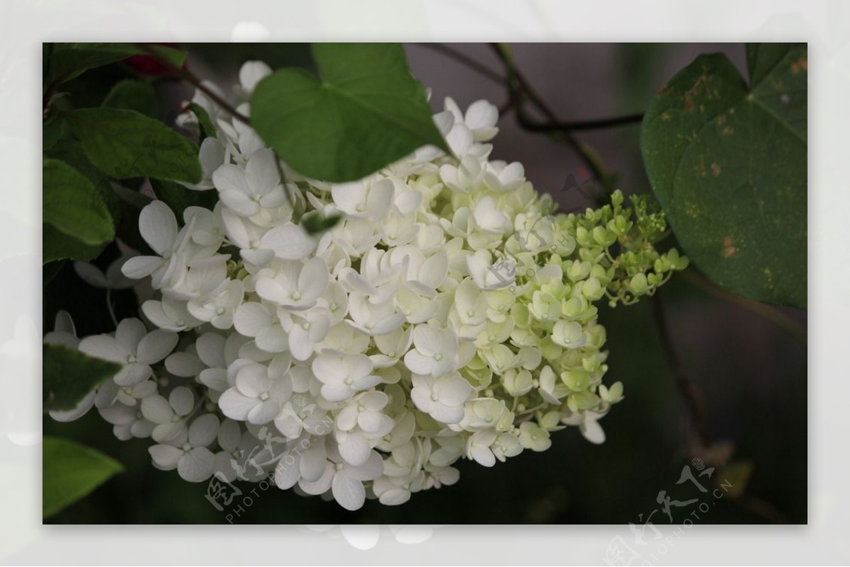 白色花卉图片