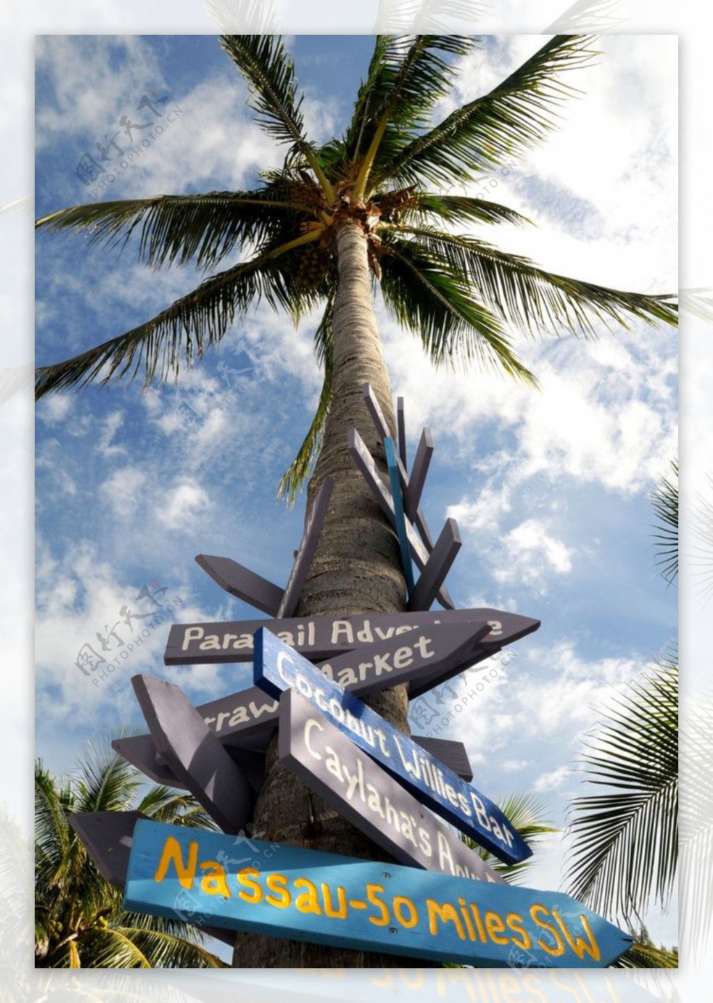 椰树路标图片