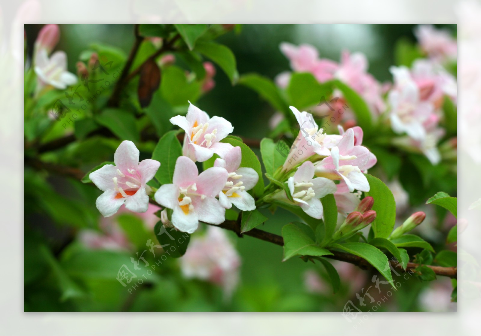 锦带花图片