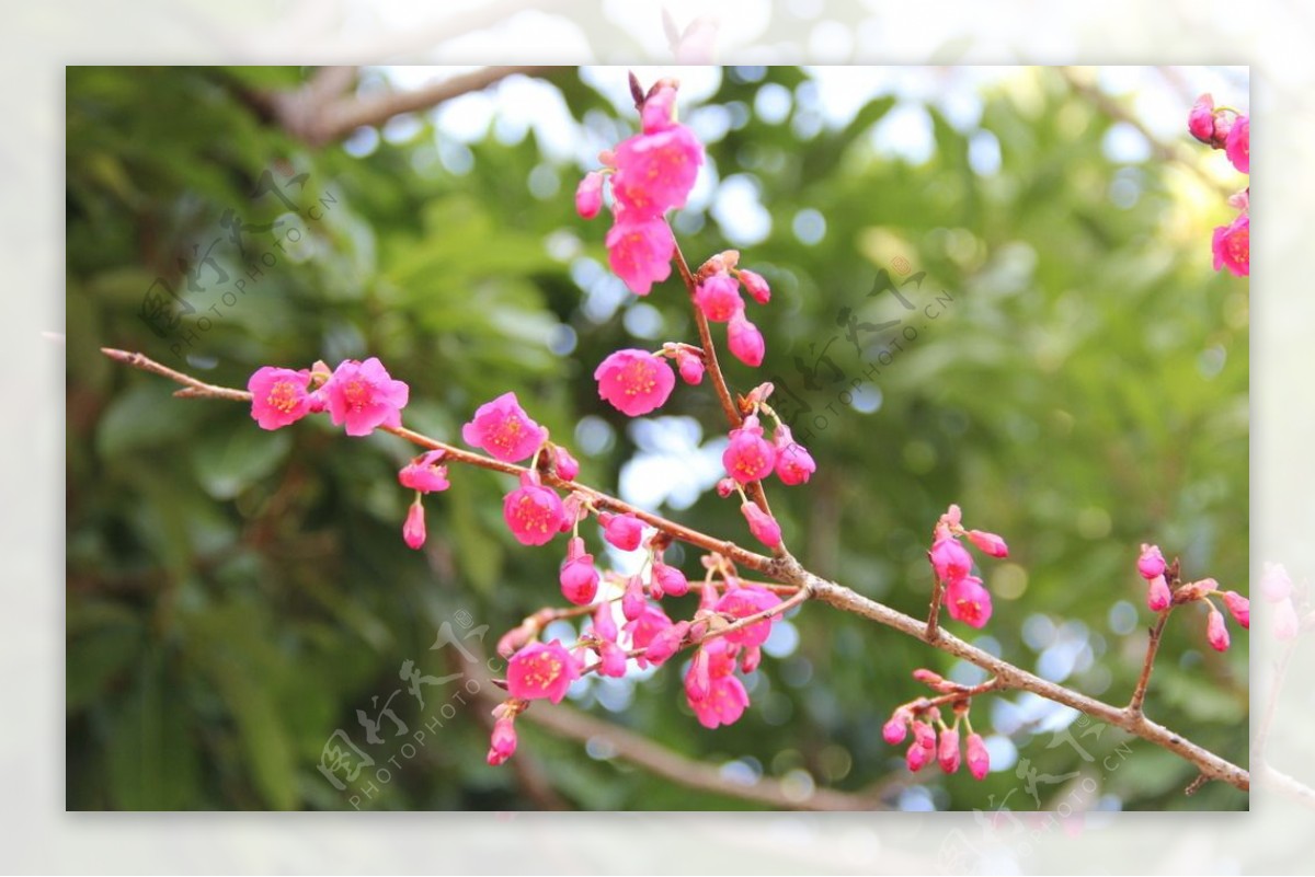 永福樱花图片