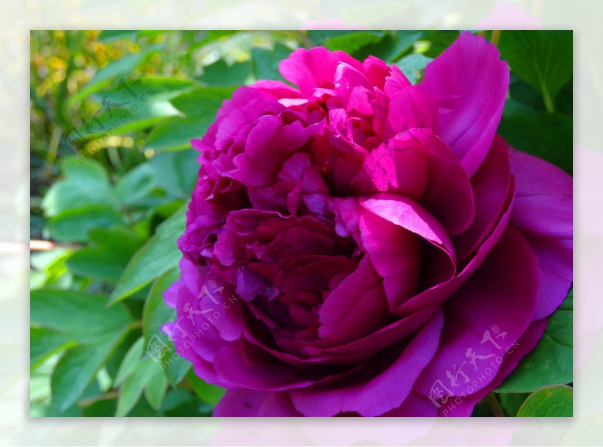 牡丹紫红春季摄影图片