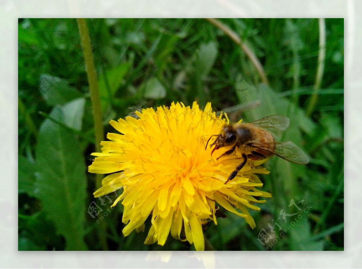 蜜蜂采蜜图片素材-编号14381803-图行天下