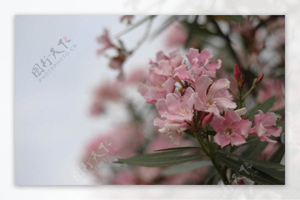粉红花夹竹桃图片