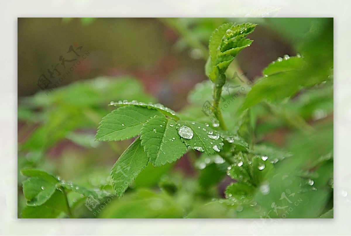 雨滴和植物图片