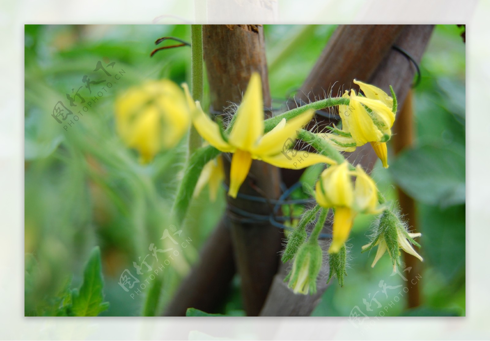 番茄花和小番茄 库存图片. 图片 包括有 玻色子, 萌芽, 叶子, 绽放, 水多, 花瓣, 培养, 增长 - 219989315