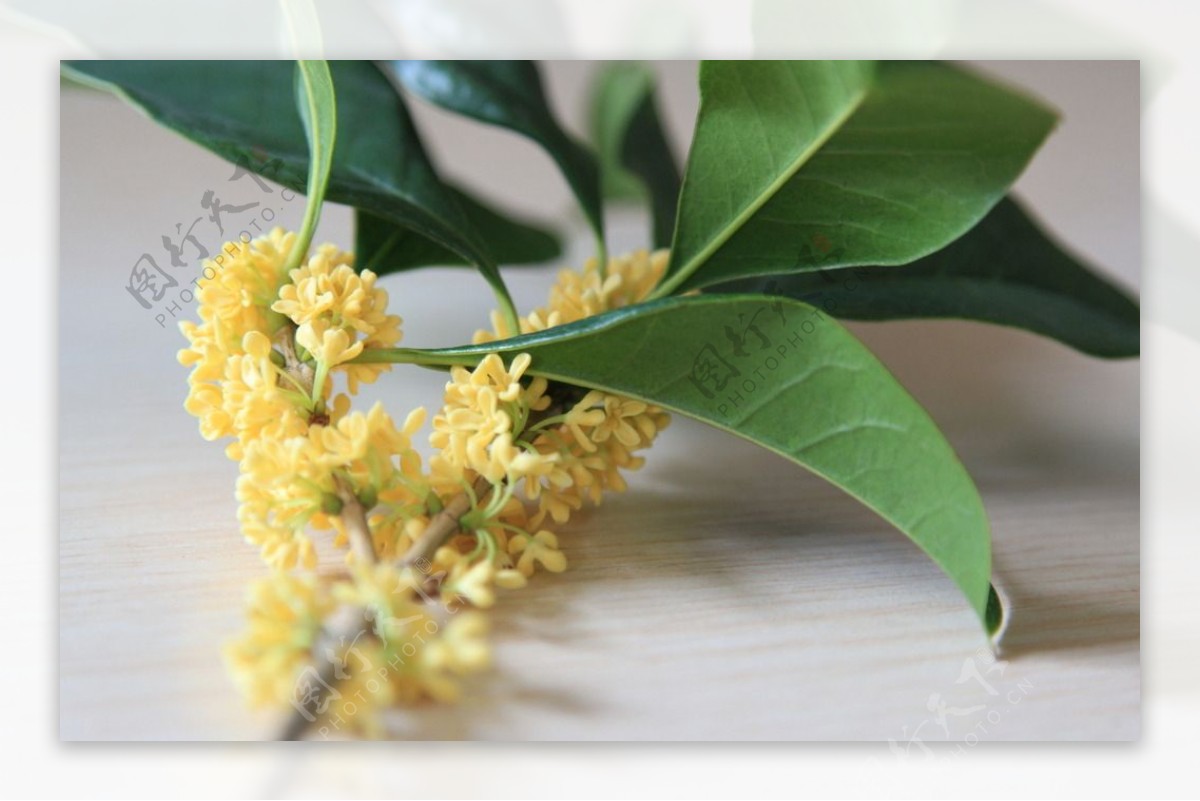黄色桂花树叶素材图片