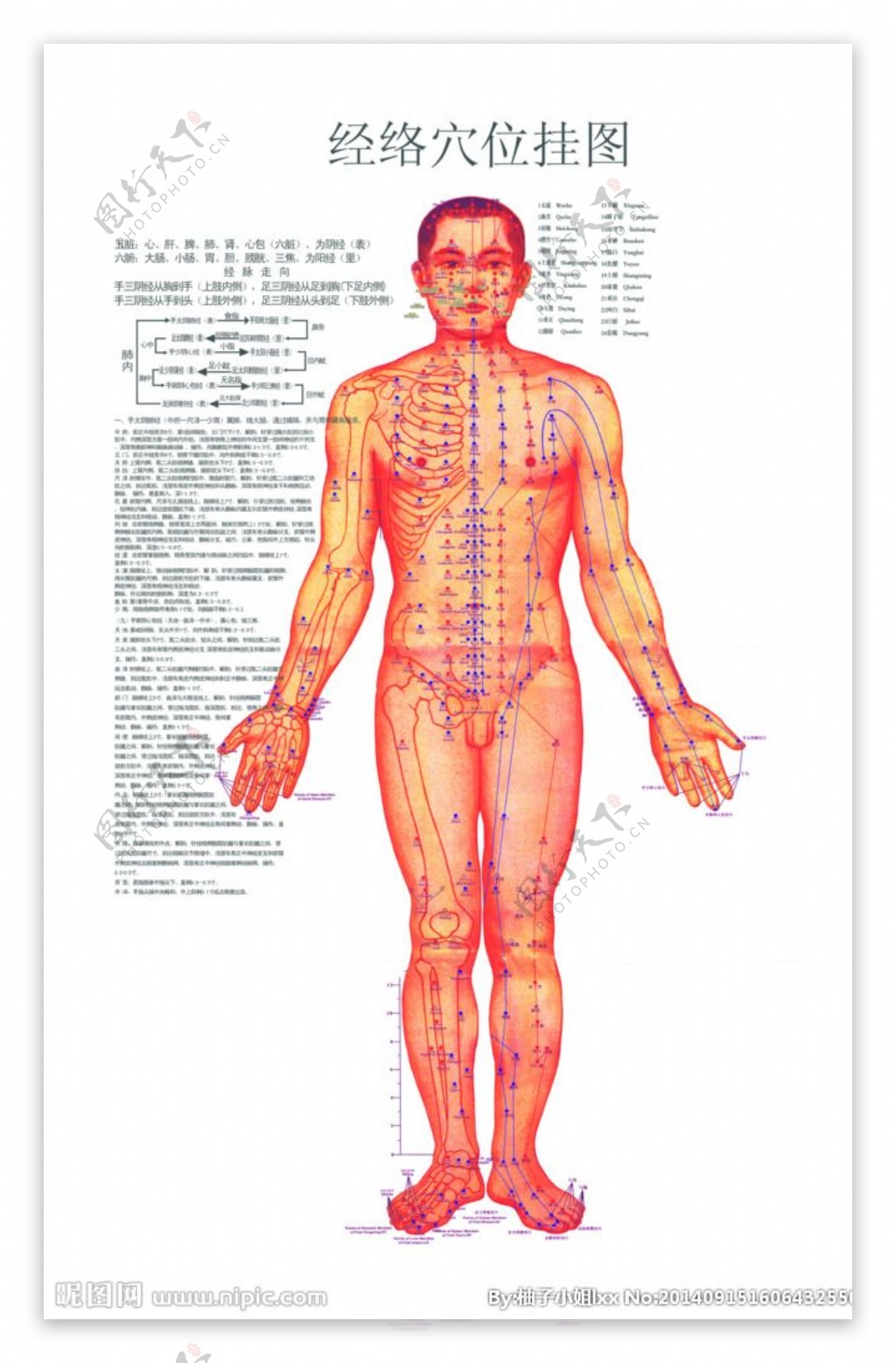 经络图图片