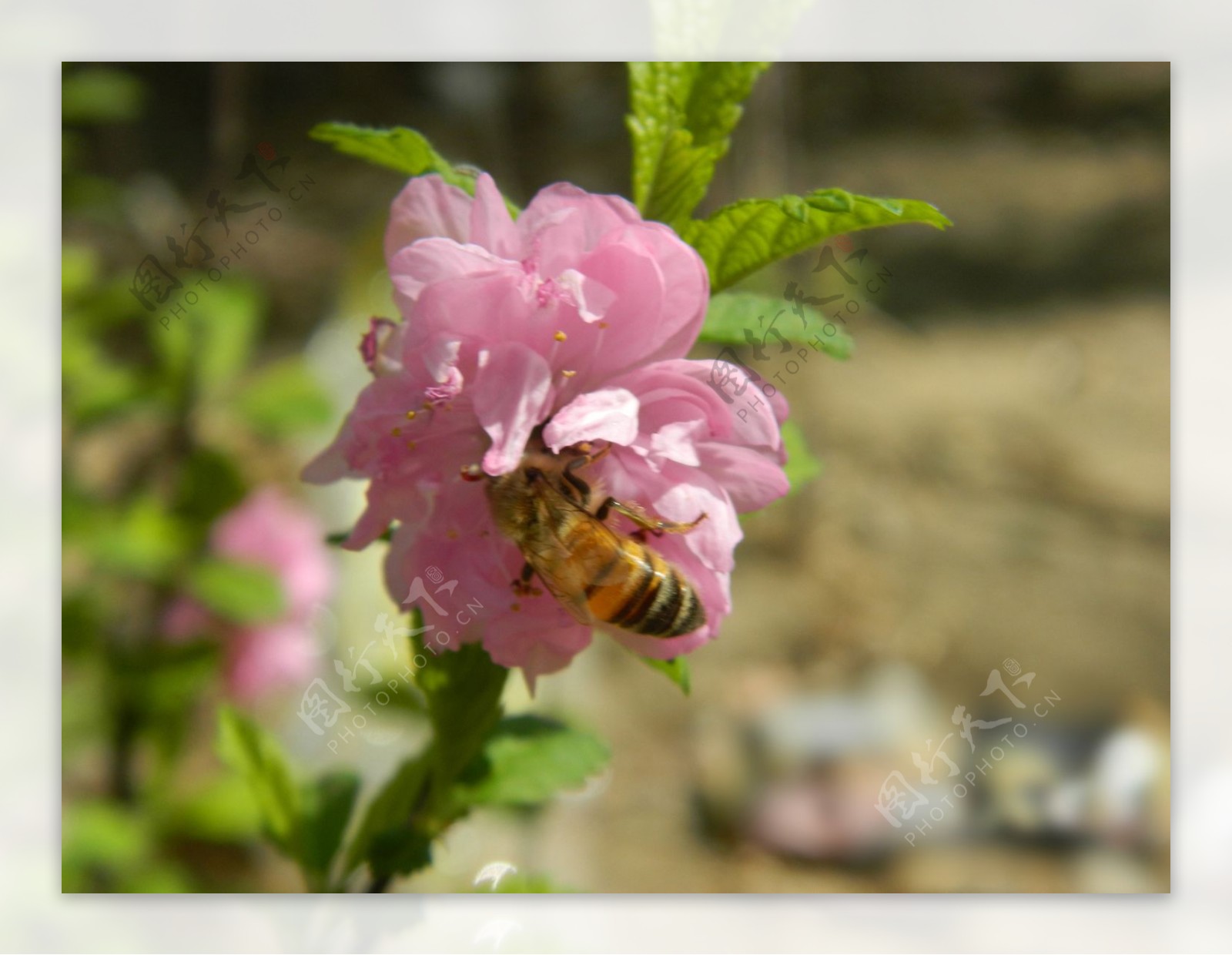 蜜蜂花采蜜图片