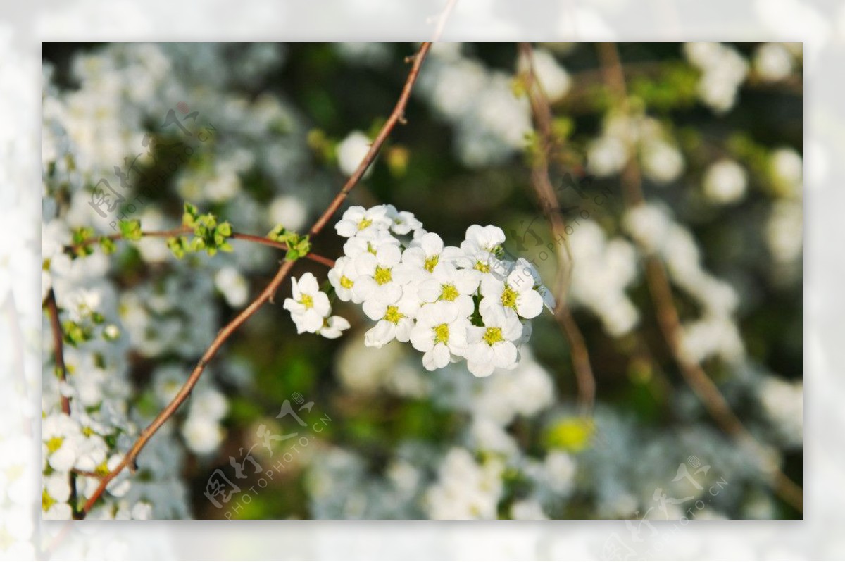 小白花白色花图片