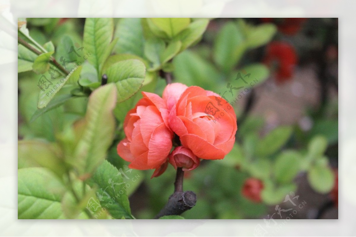 盛开的红色海棠图片