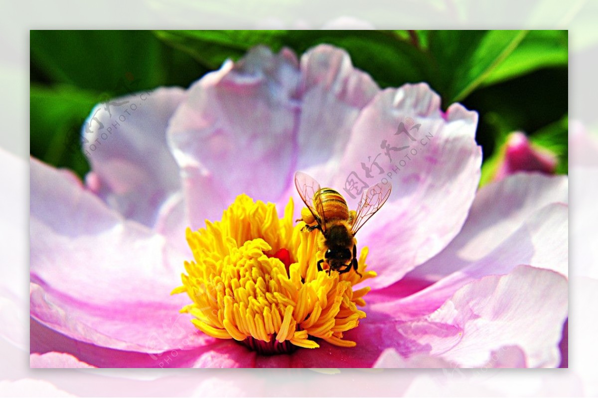 蜜蜂戏牡丹图片