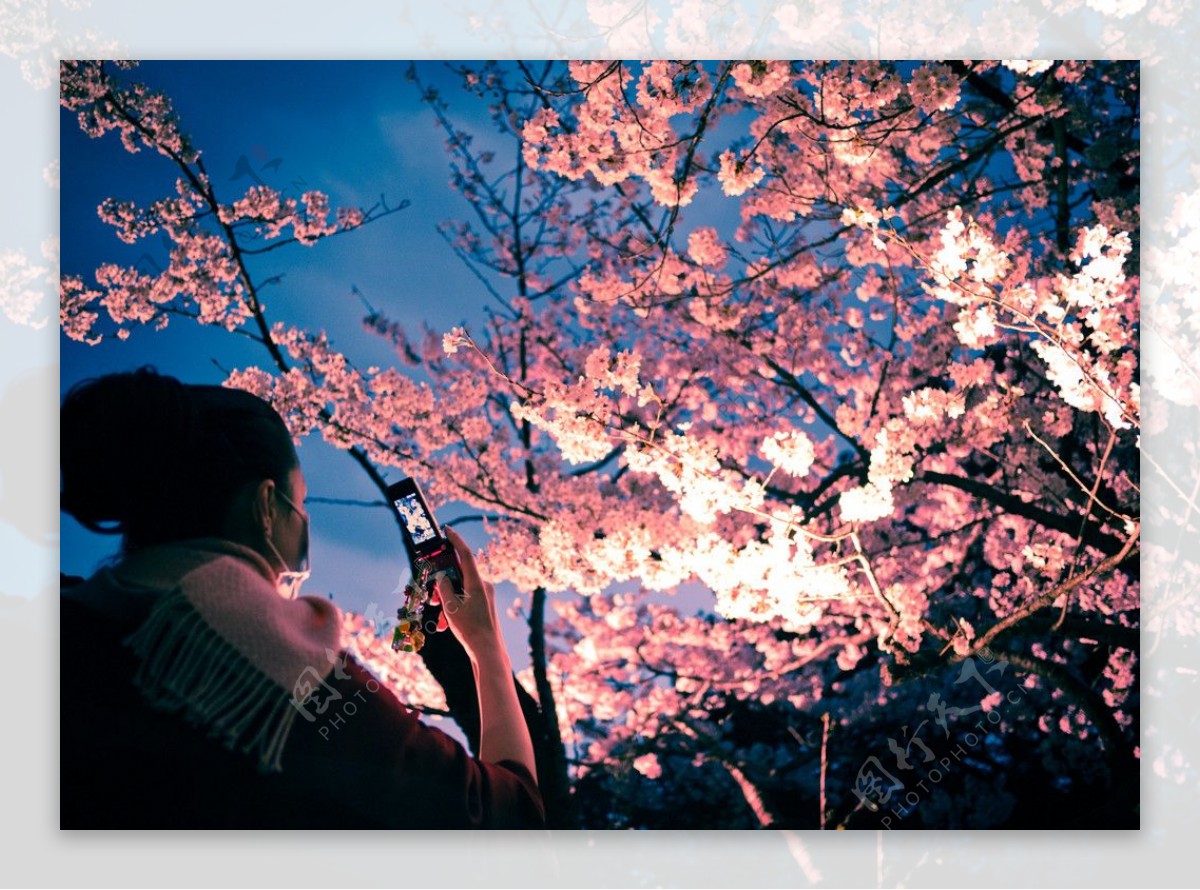 日本赏樱花图片