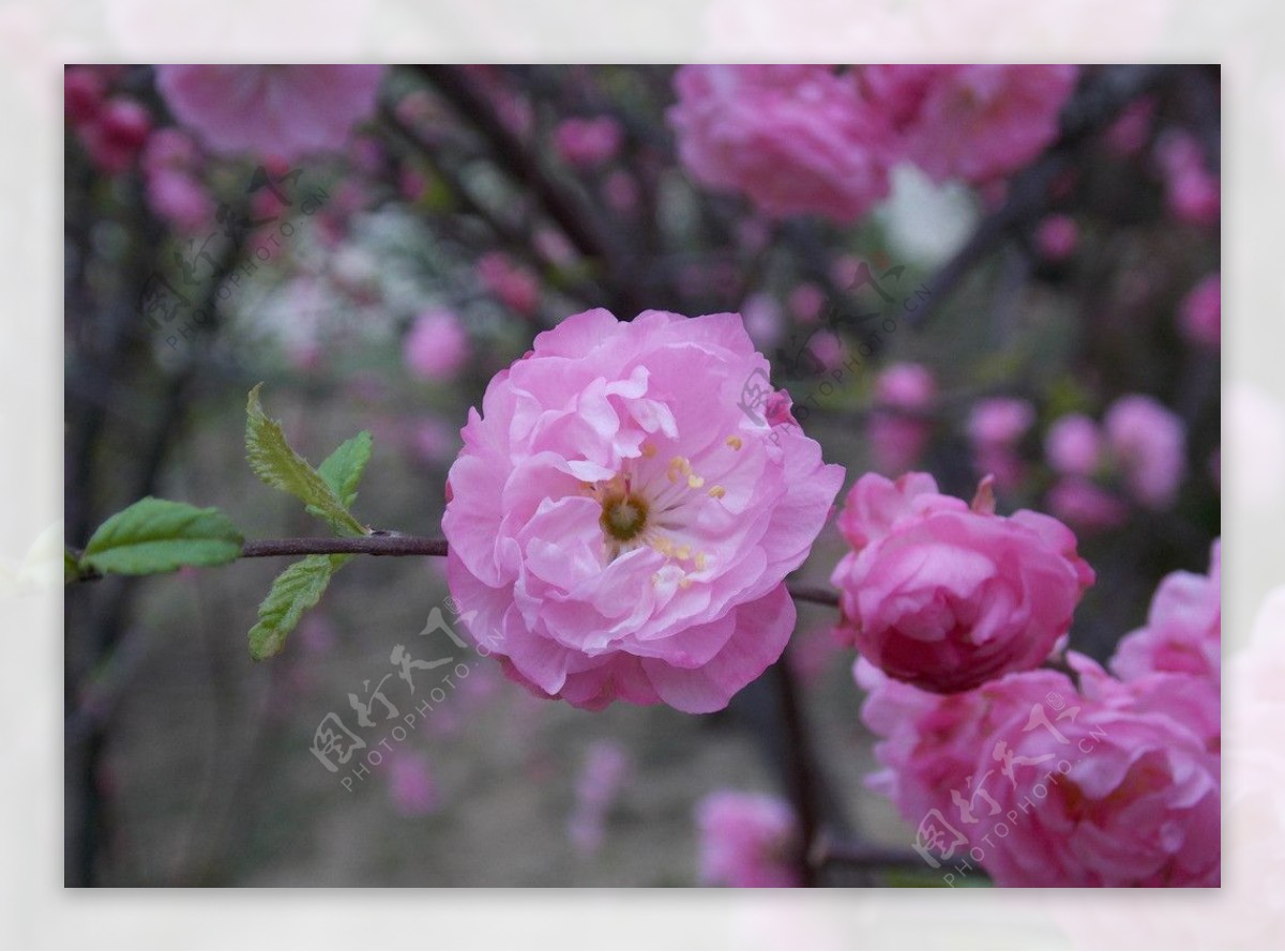 桃花图片