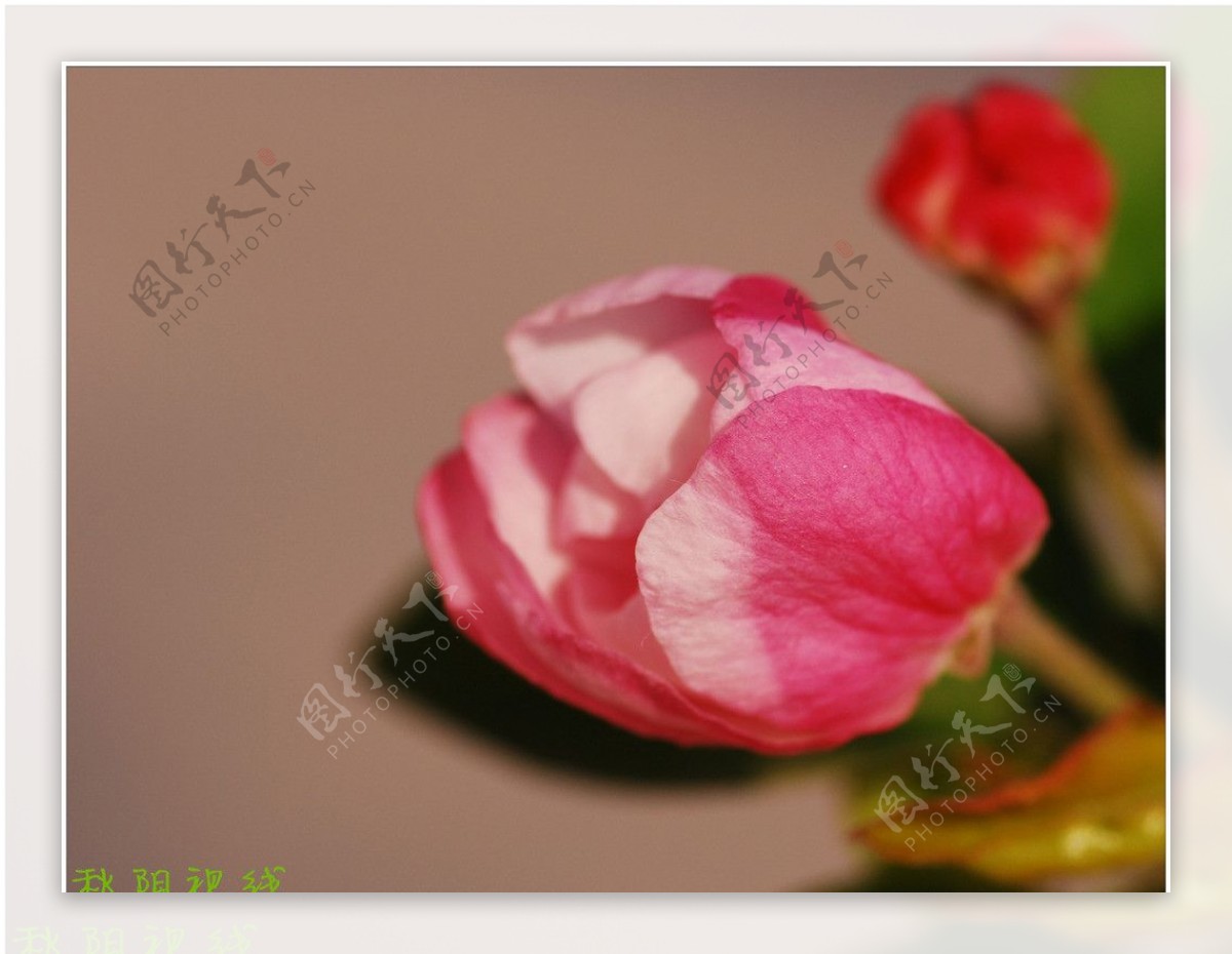 梨花海棠图片