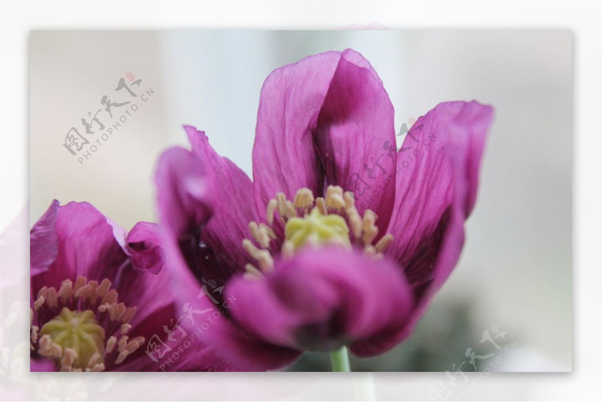 紫色罂粟图片
