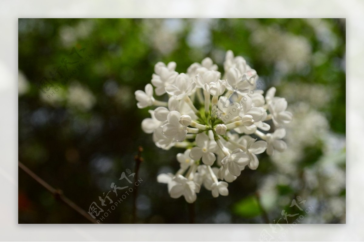 白色花团图片