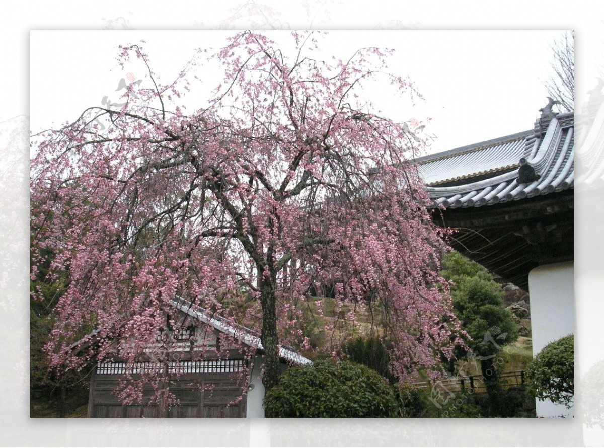 日本樱花自然风景房子图片