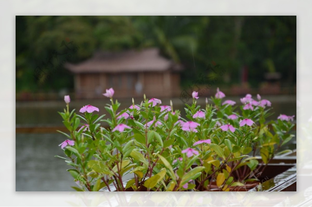 雨中小花图片