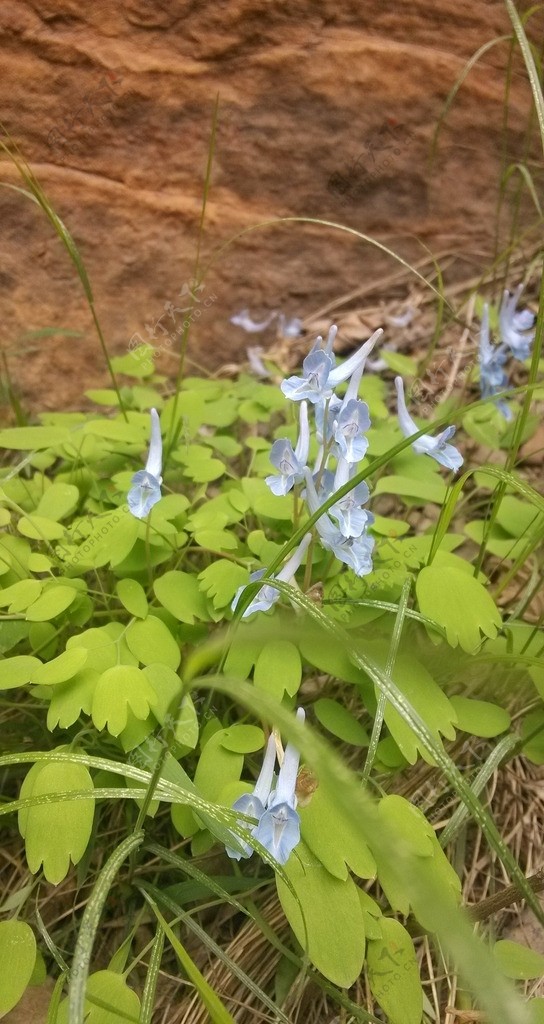 花草素材图片