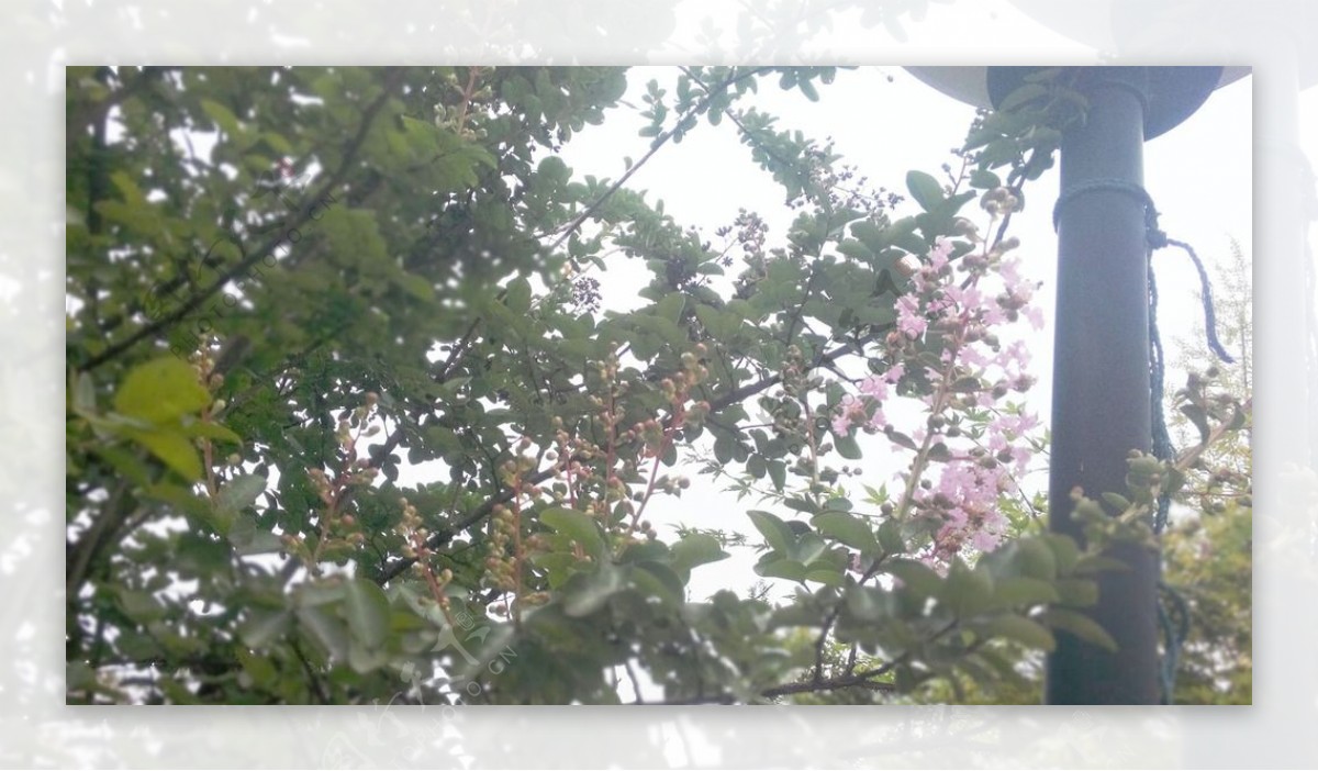 紫薇花树图片