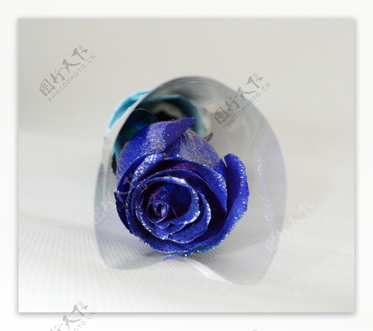 单朵蓝玫瑰蓝色妖姬图片