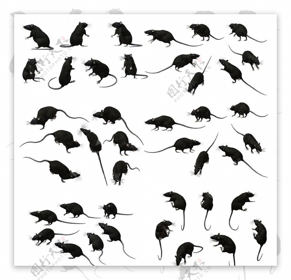 黑色老鼠抠图图片