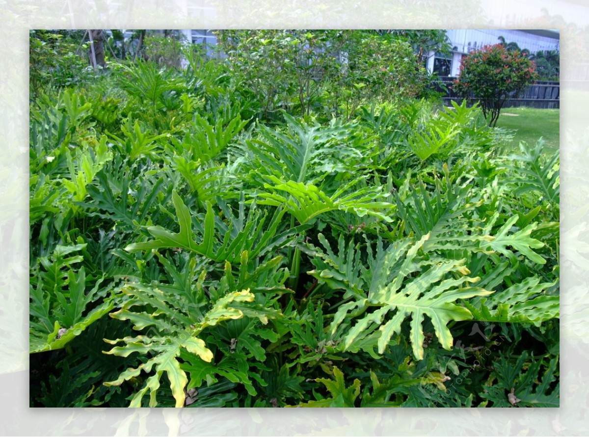 植物摄影图片