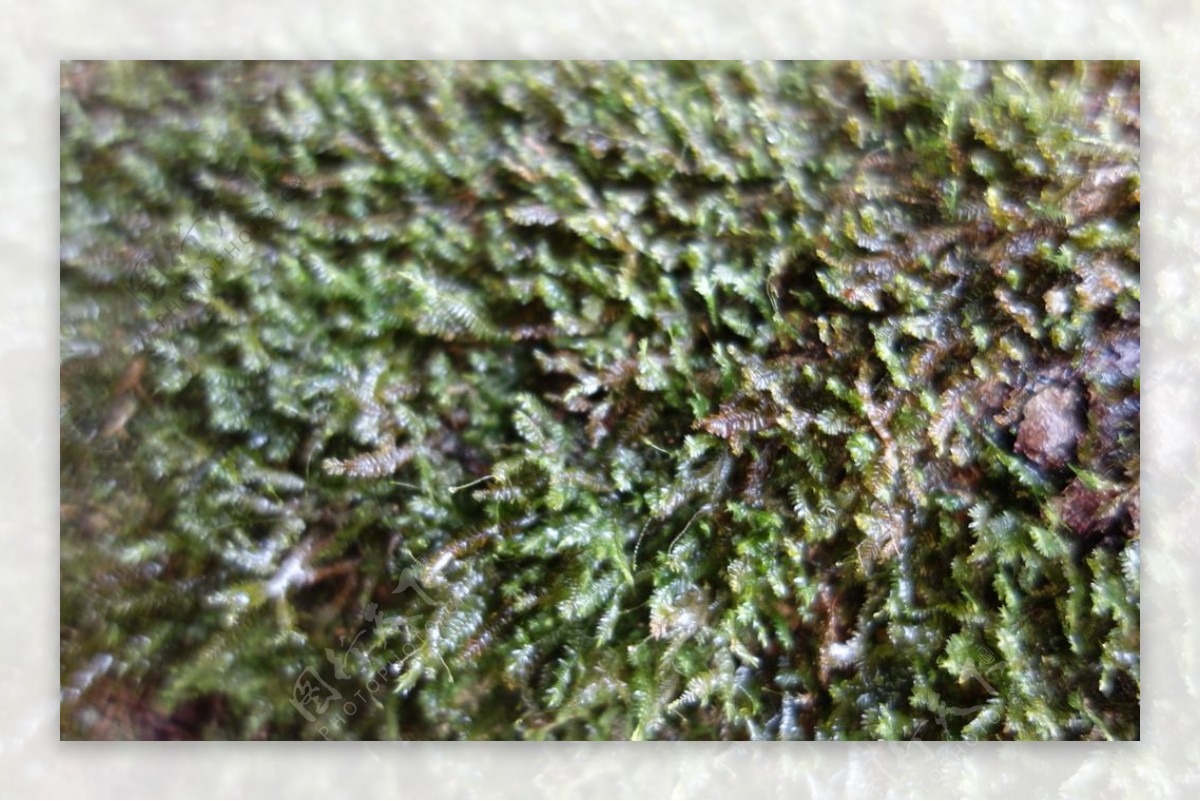 猫儿山原始森林的苔藓图片