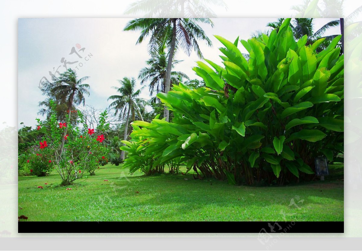热带植物园图片