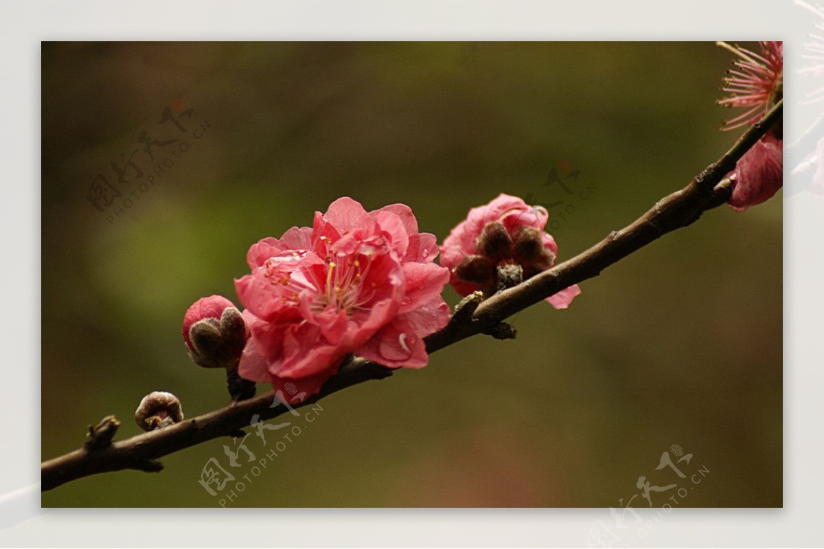 观赏桃花图片