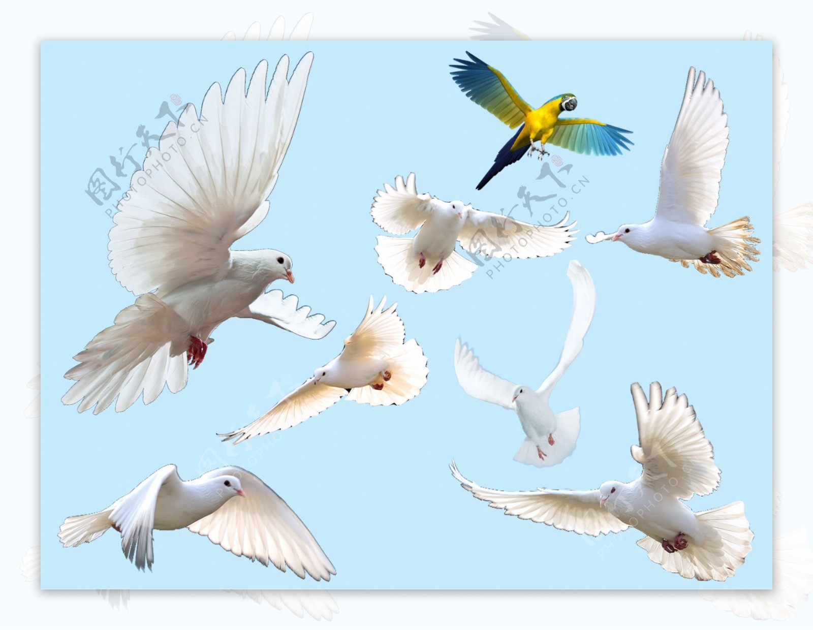 飞翔的白鸽与鹦鹉图片
