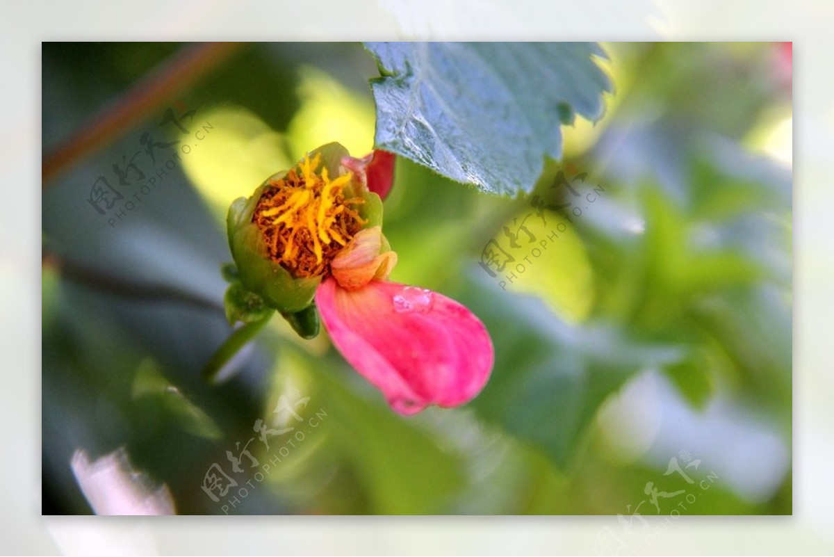 芍药花芍药花开图片