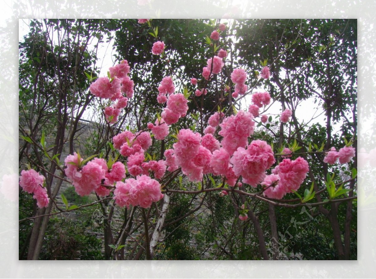 粉色桃花图片
