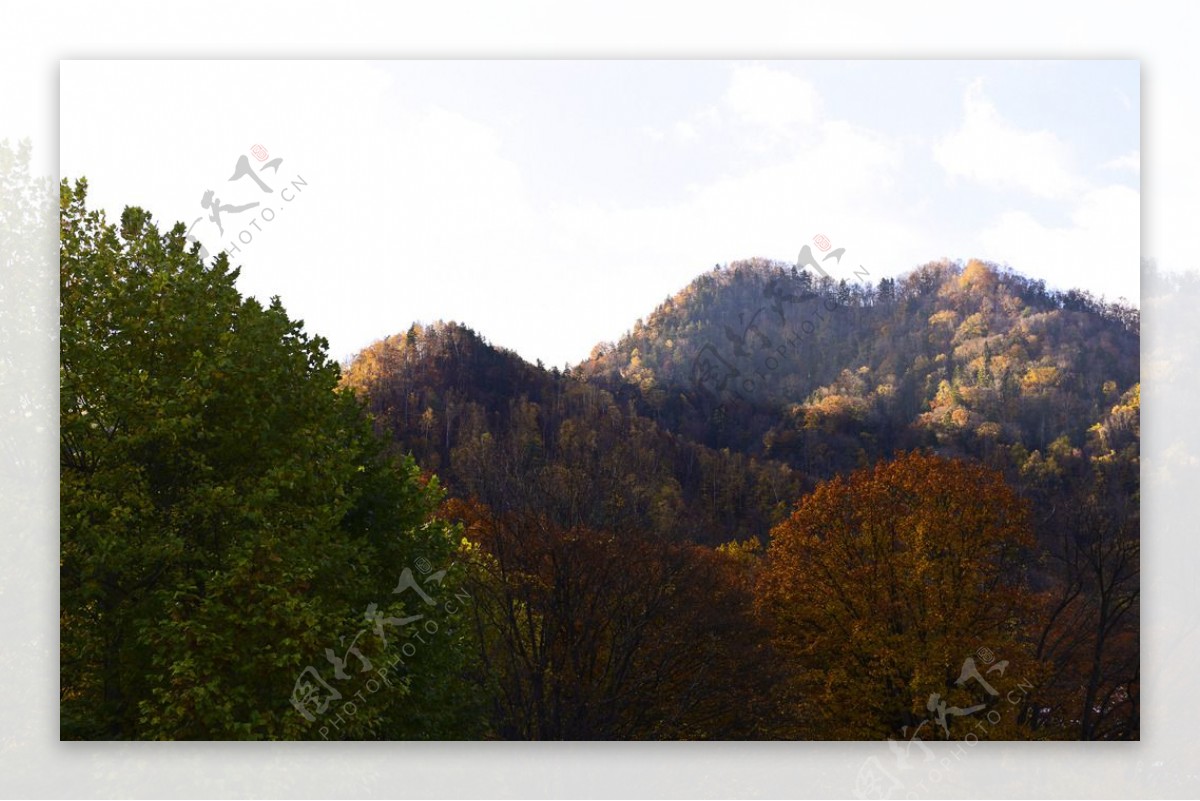 大山树林风景图片