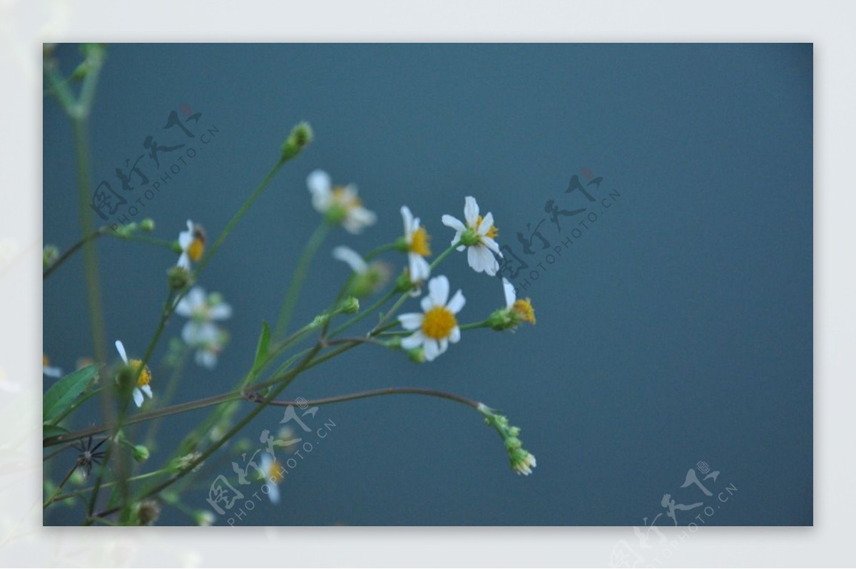 水边花图片