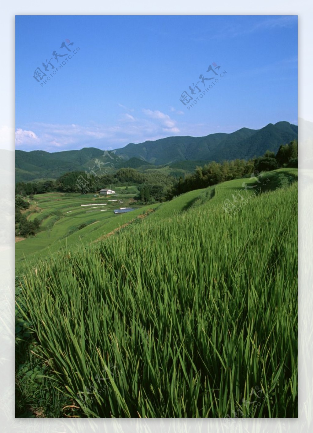 梯田风景图片