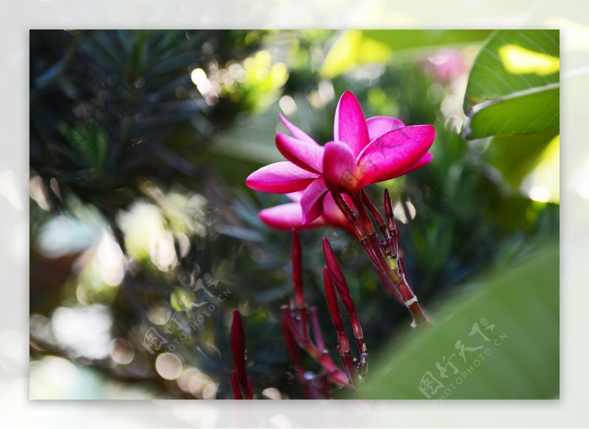 红素馨花图片