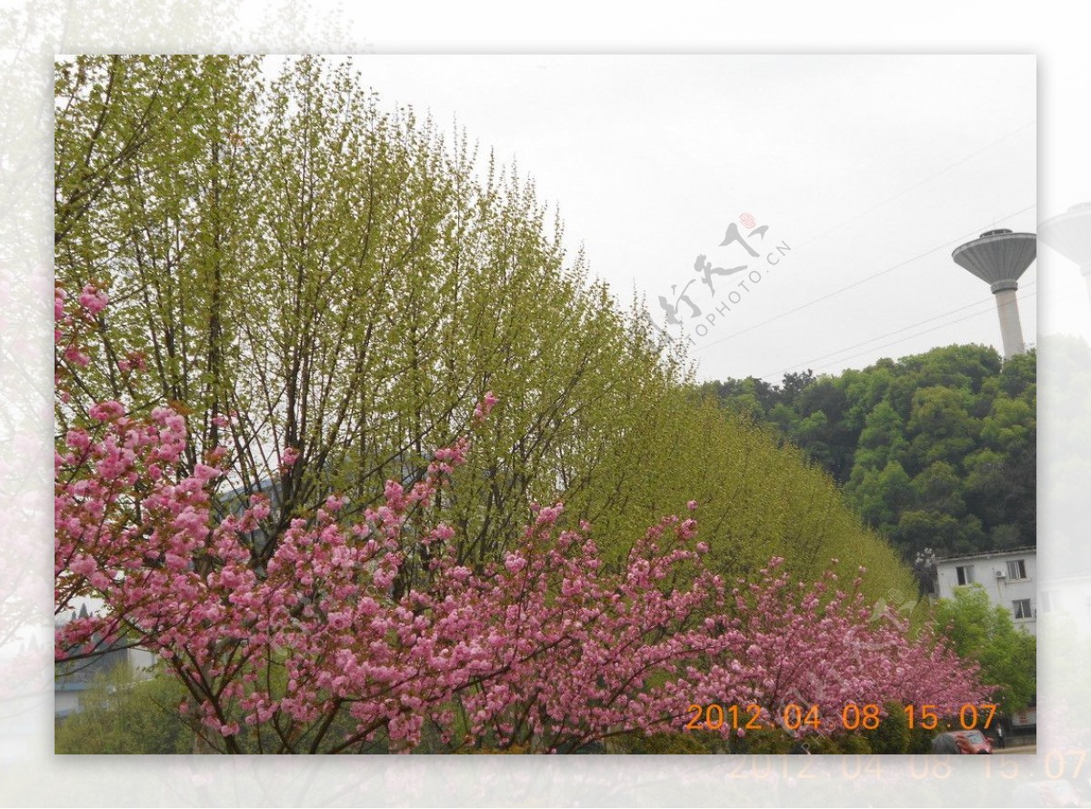 湖北师范学院樱花图片