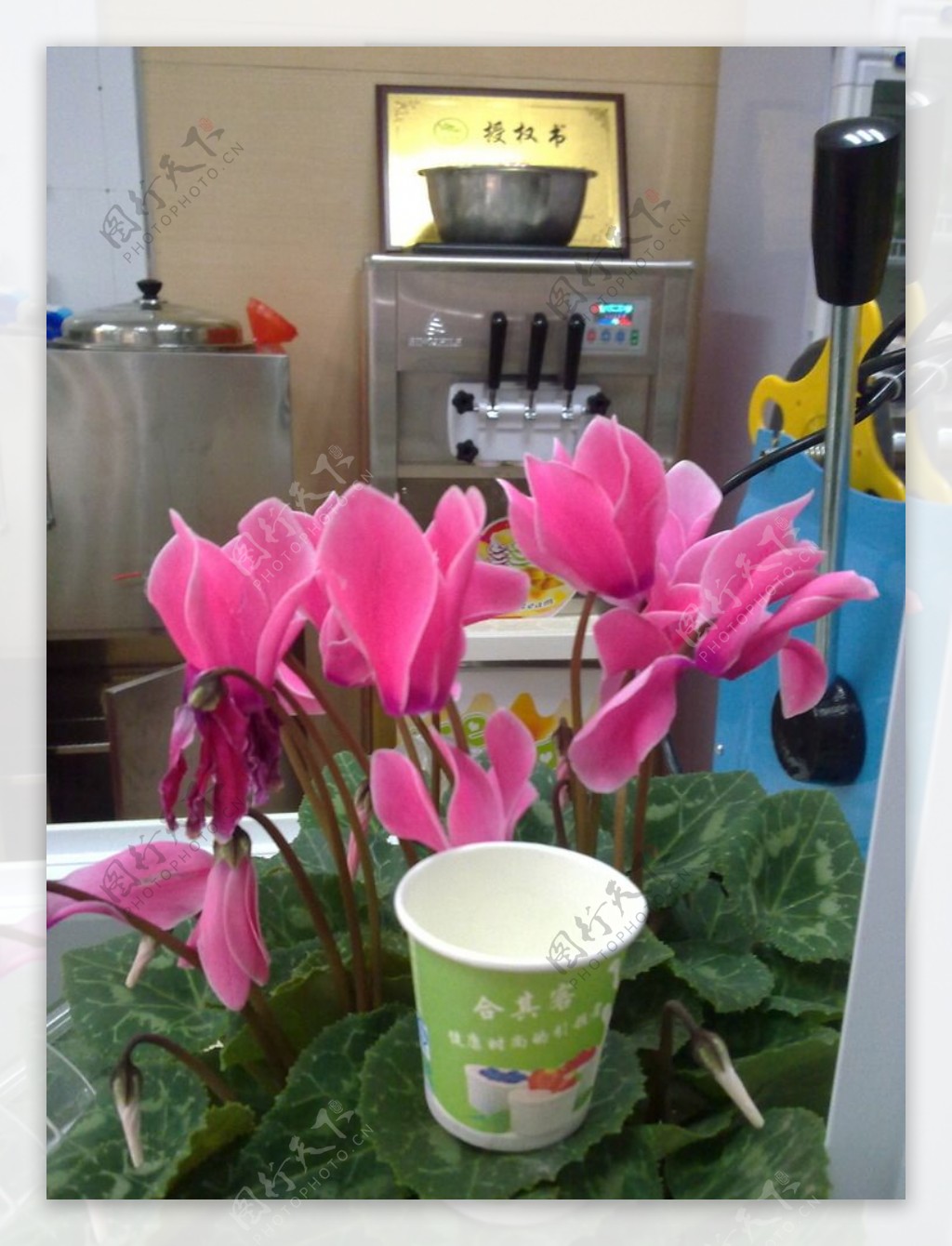 鲜花与酸奶图片