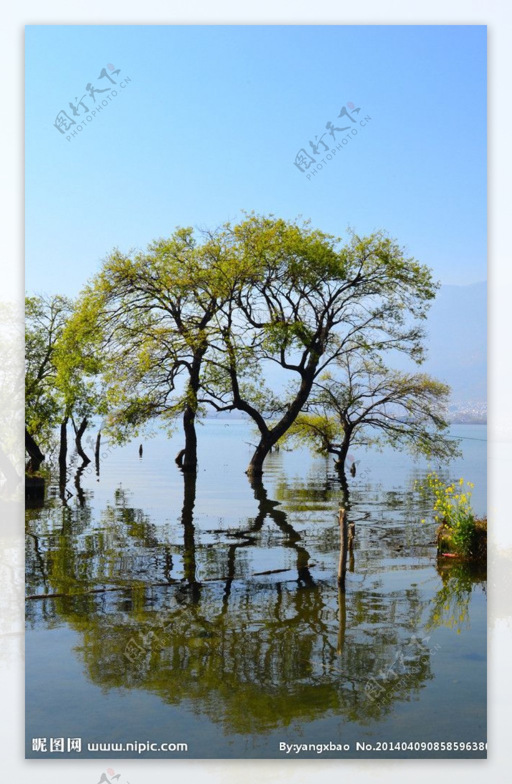 洱海树图片