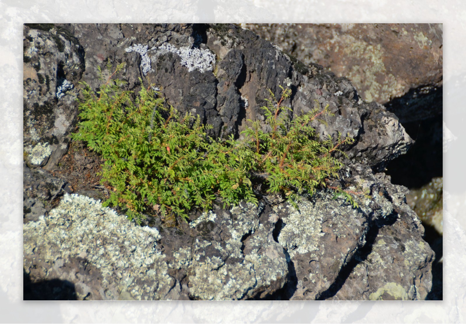 龙门石寨火山植物图片