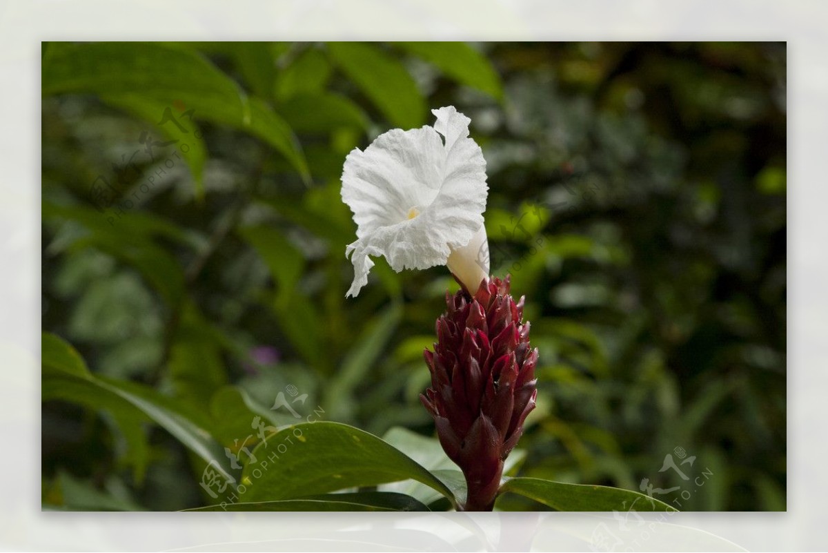 百花紫茎图片