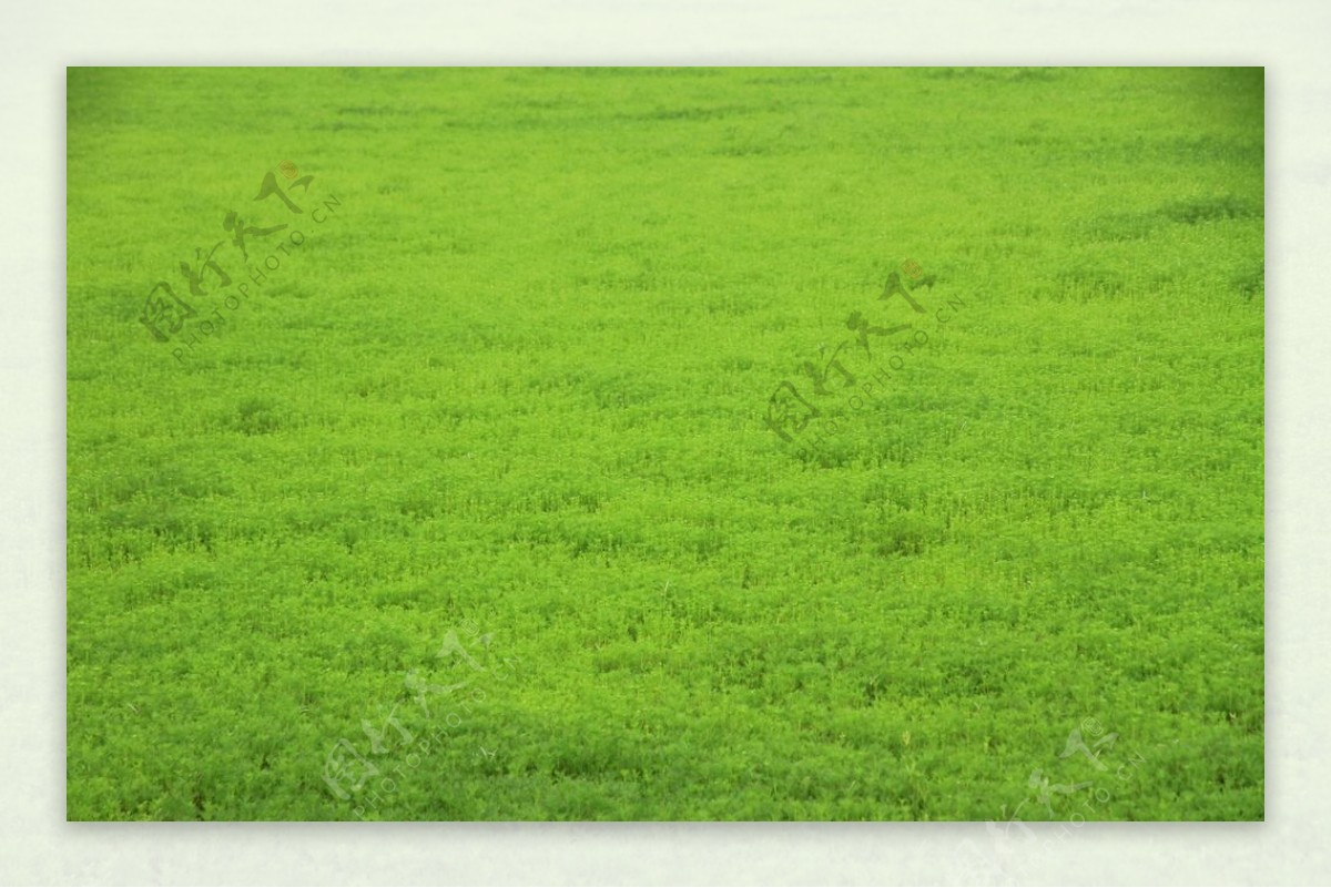 国外高清晰大自然绿色草地背景桌面风景壁纸下载