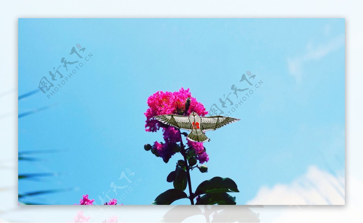 蓝天鲜花蜜蜂与风筝图片