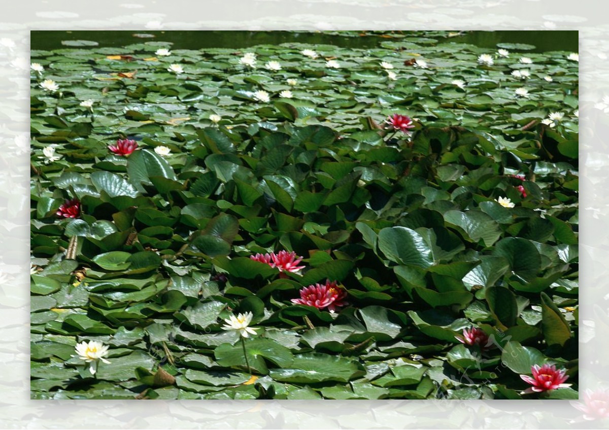 花卉植物摄影图片