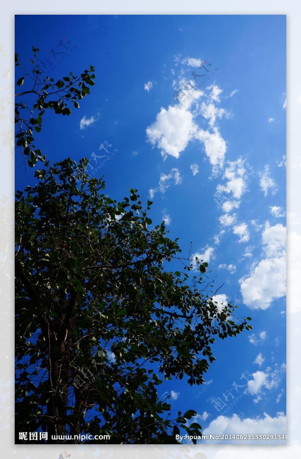 蓝天白云柿子树图片