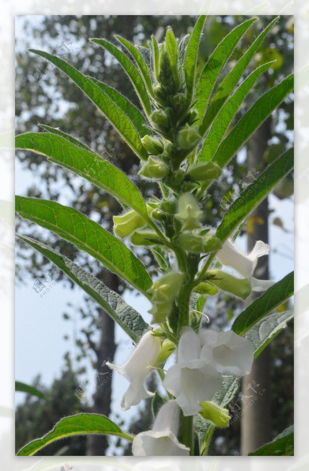 Helicteres angustifolia 山芝麻