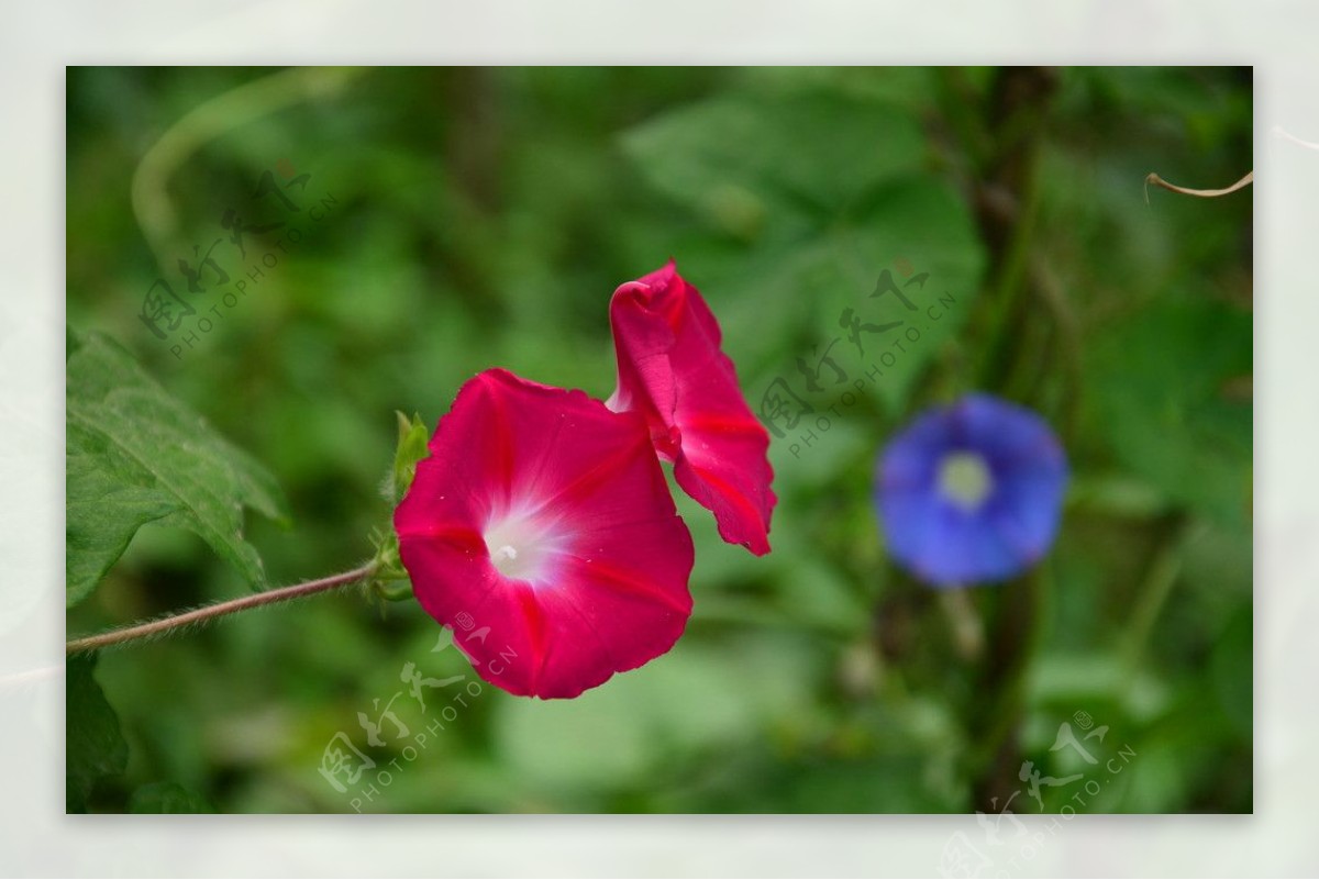 牵牛花红牵牛花红图片