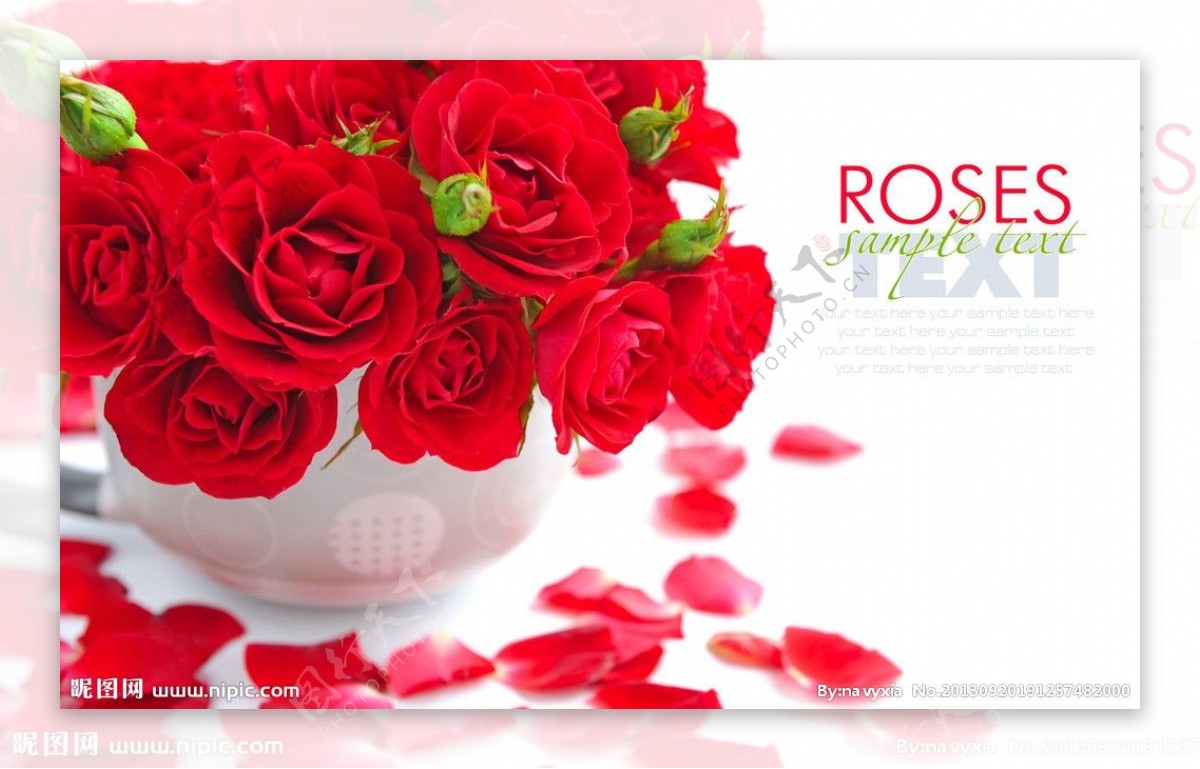 红玫瑰图片素材下载