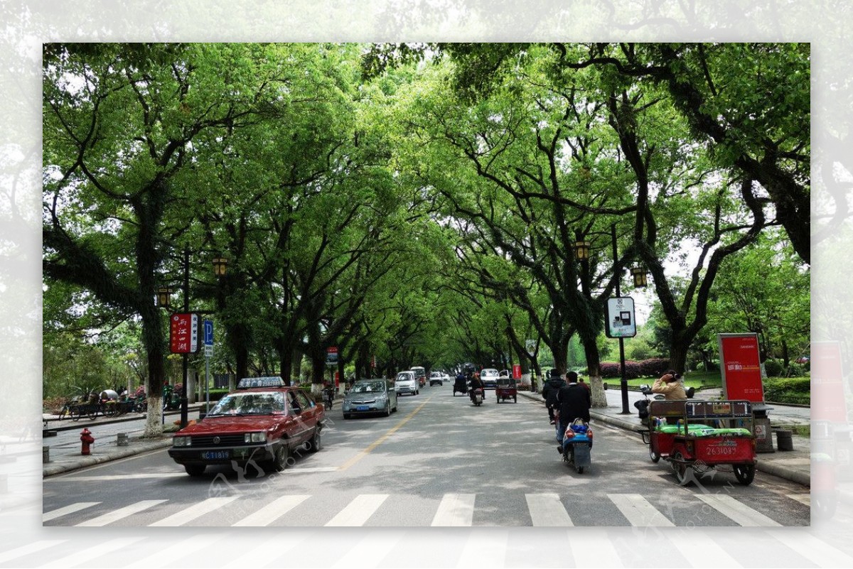 桂林的街道绿树成荫图片